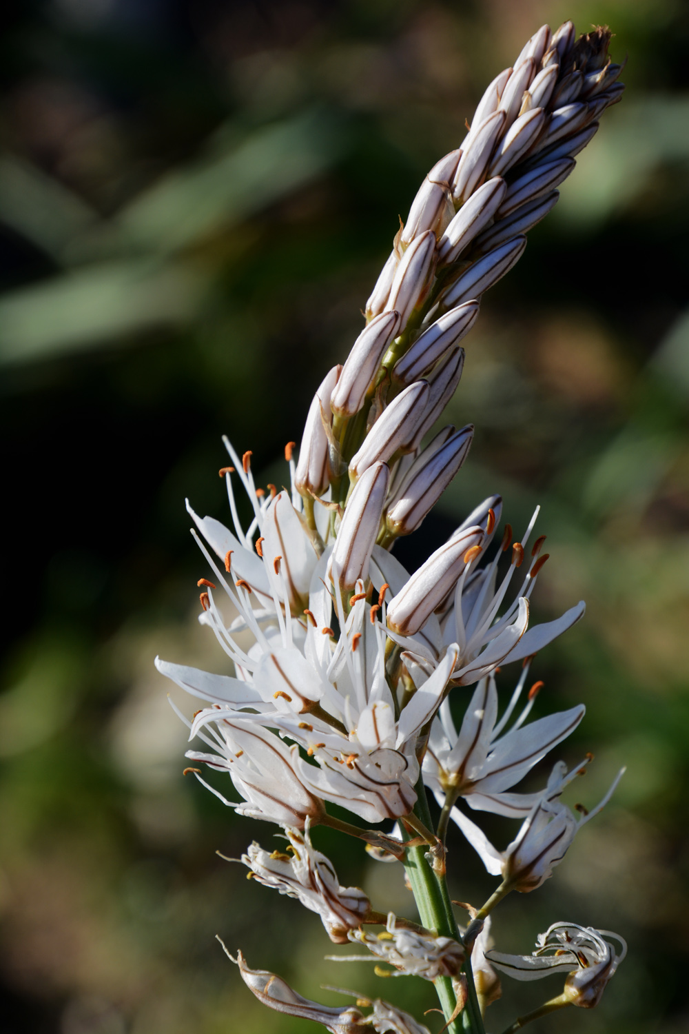 A.DSC_7392.jpg