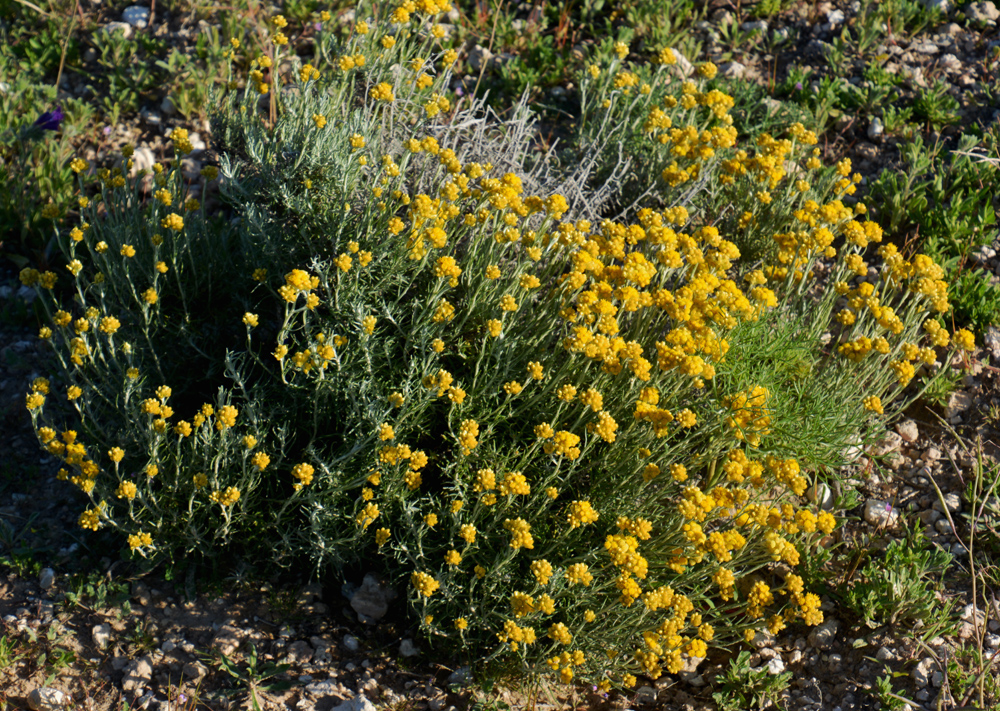 A.DSC_7403.jpg
