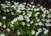 Anemone nemorosa Vitsippa.jpg
