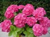 hortensia-roz.jpg