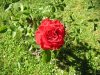 rose.jpg