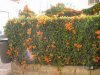 flowerwall.jpg