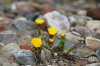 tussilago.jpg