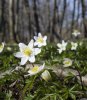 vårblommor.jpg