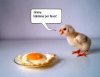 pollo-triste.jpg