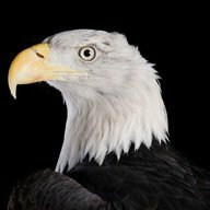 El Águila