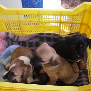 Hundhemmet El Cau