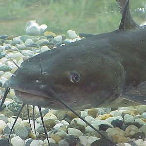 Fisk