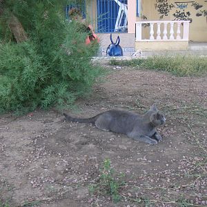 Media 'En Grå Katt' in category 'Människor och djur'