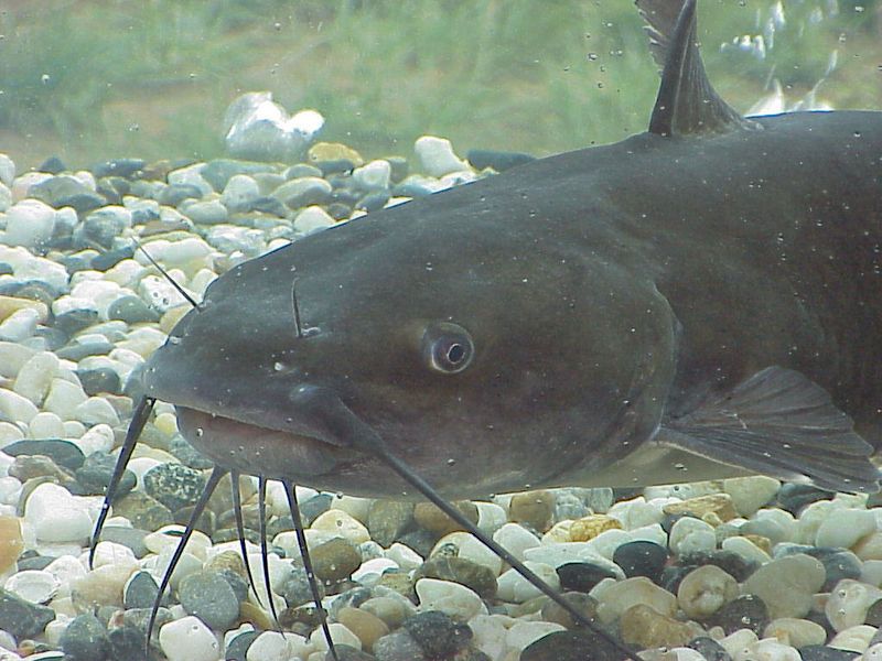 Fisk