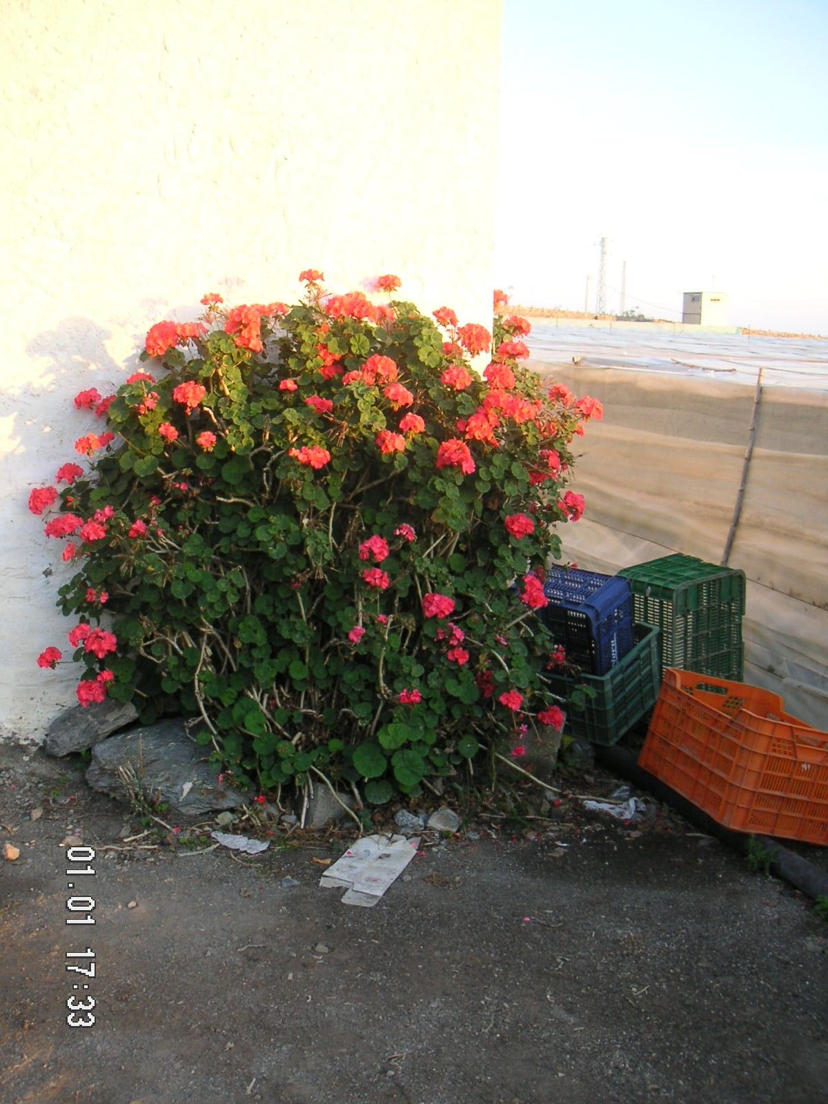 Geranium