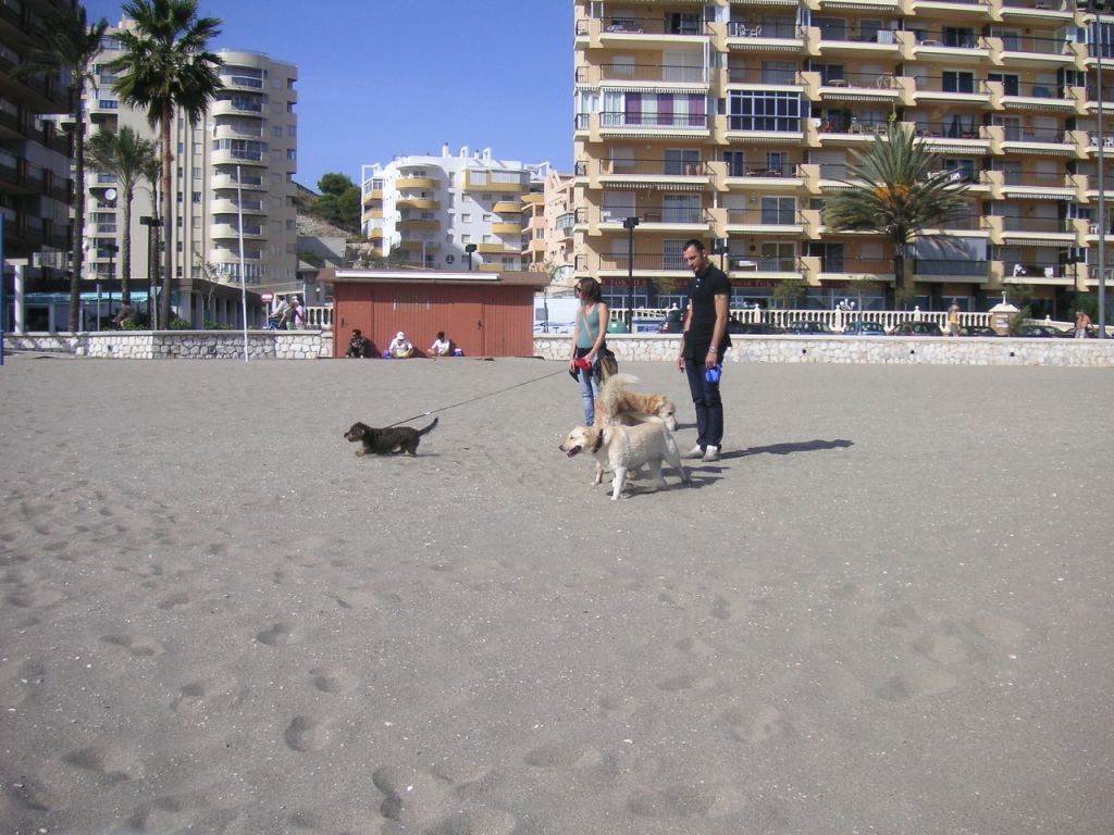 Inga Hundar/många Hundar På Stranden