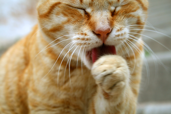 Katt I Altea
