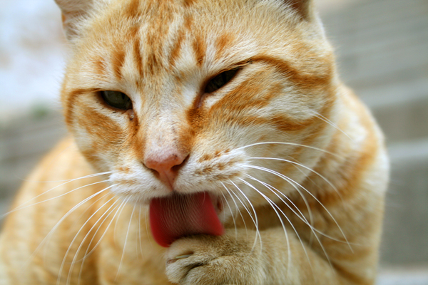 Katt I Altea