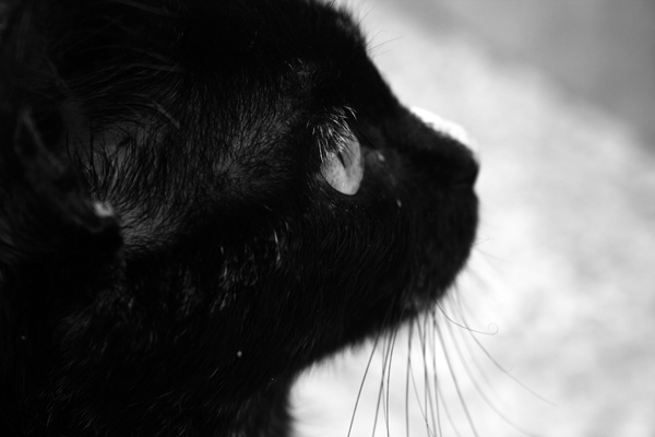 Katt I Altea