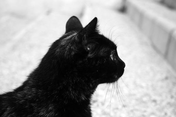 Katt I Altea
