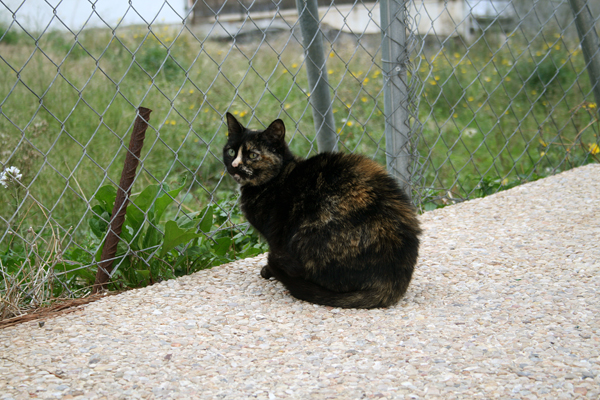 Katt I Altea