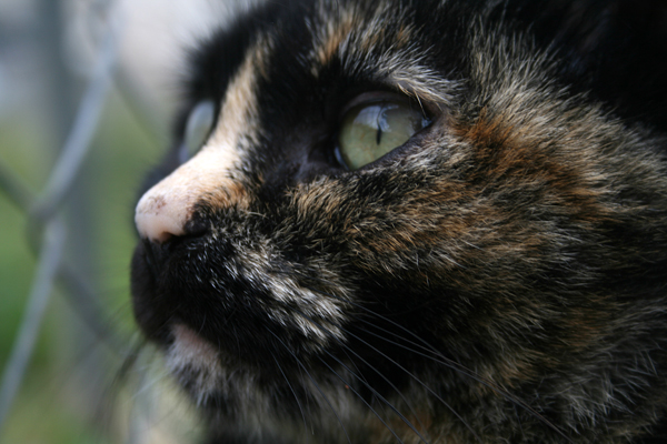 Katt I Altea