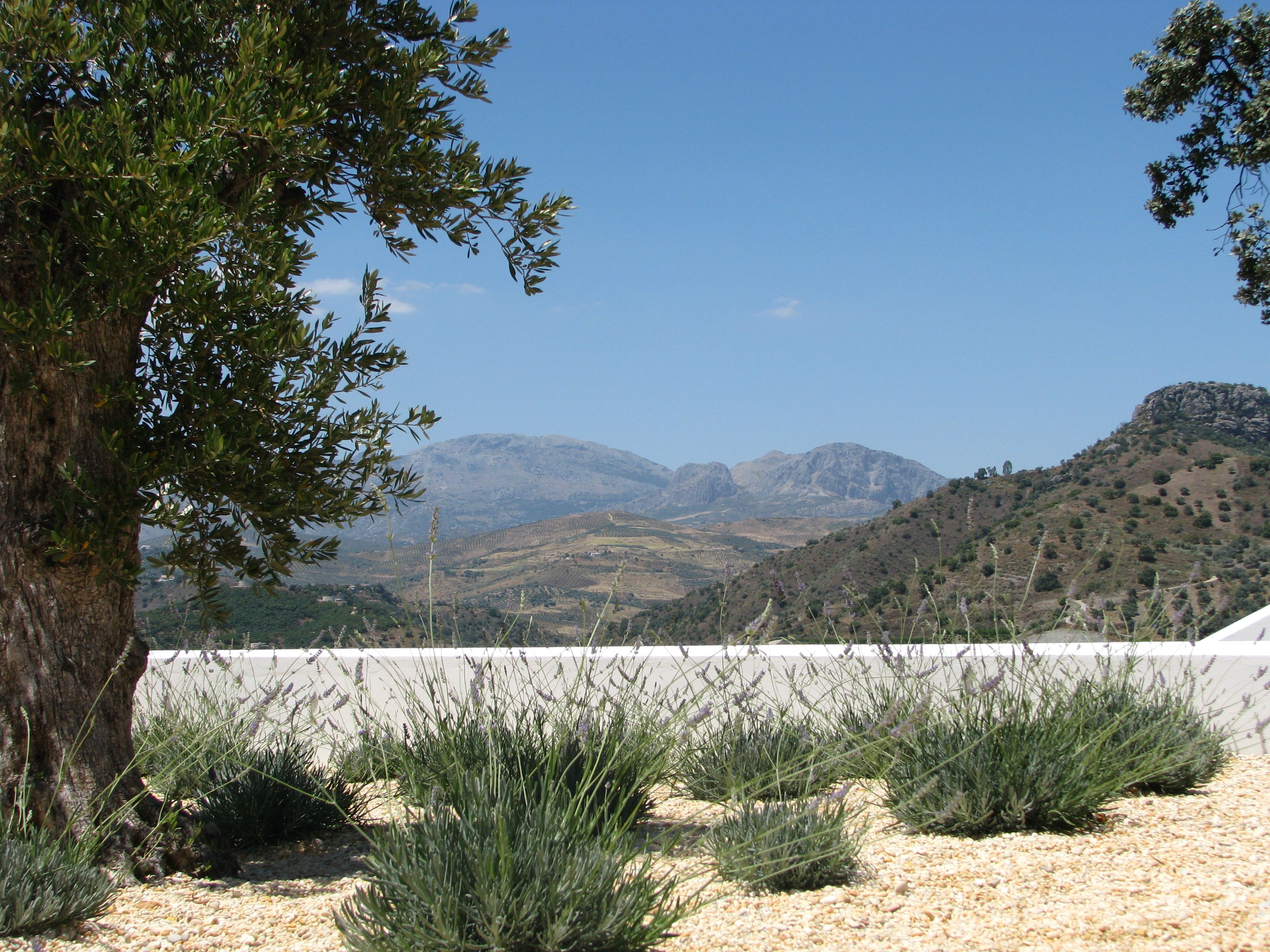 Lavender, Olive And View