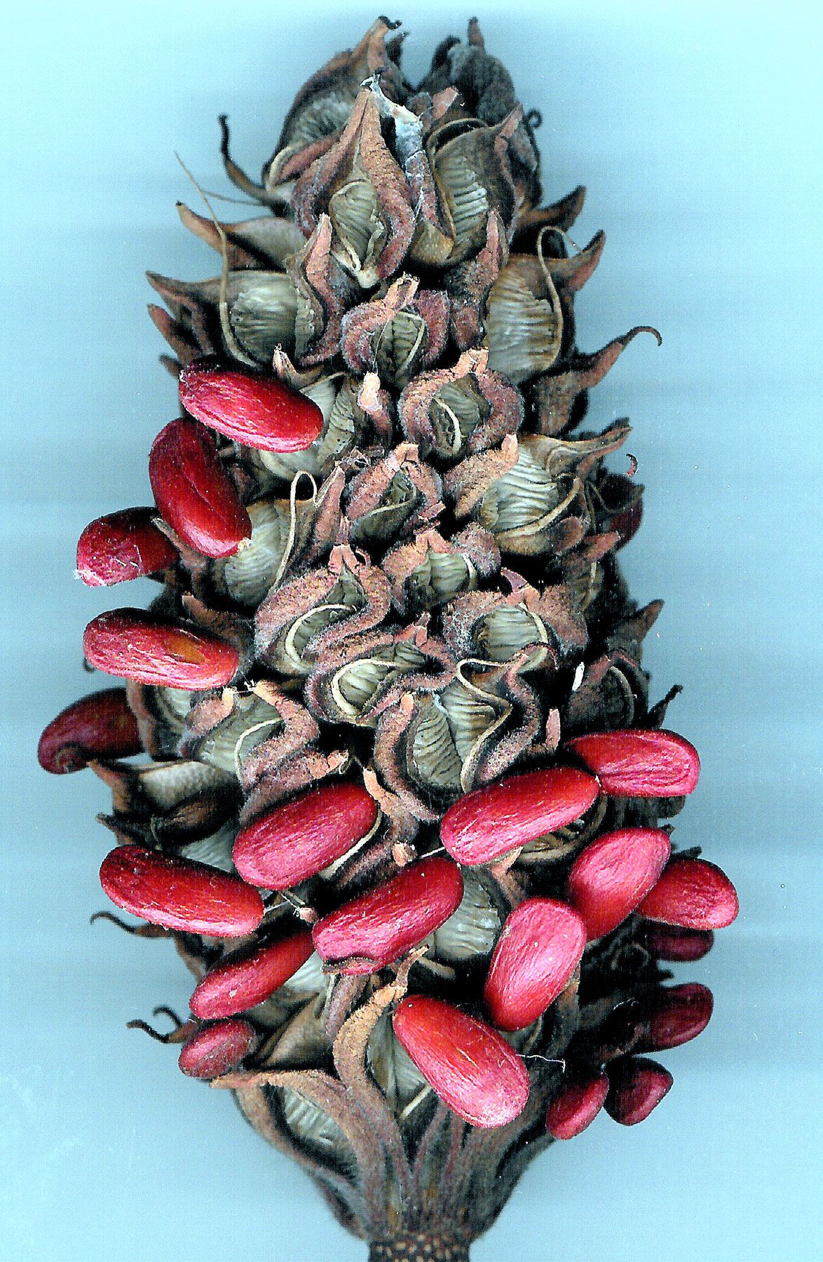 Magnolia