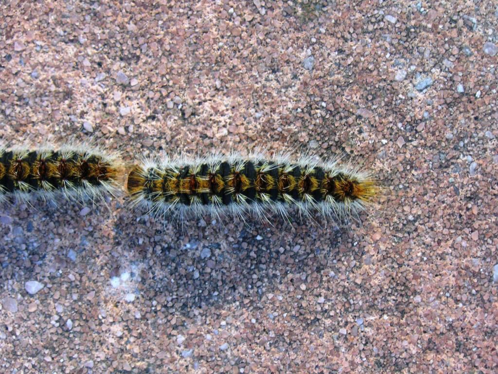 Pinjelarver, Thaumetopoea Pityocampa