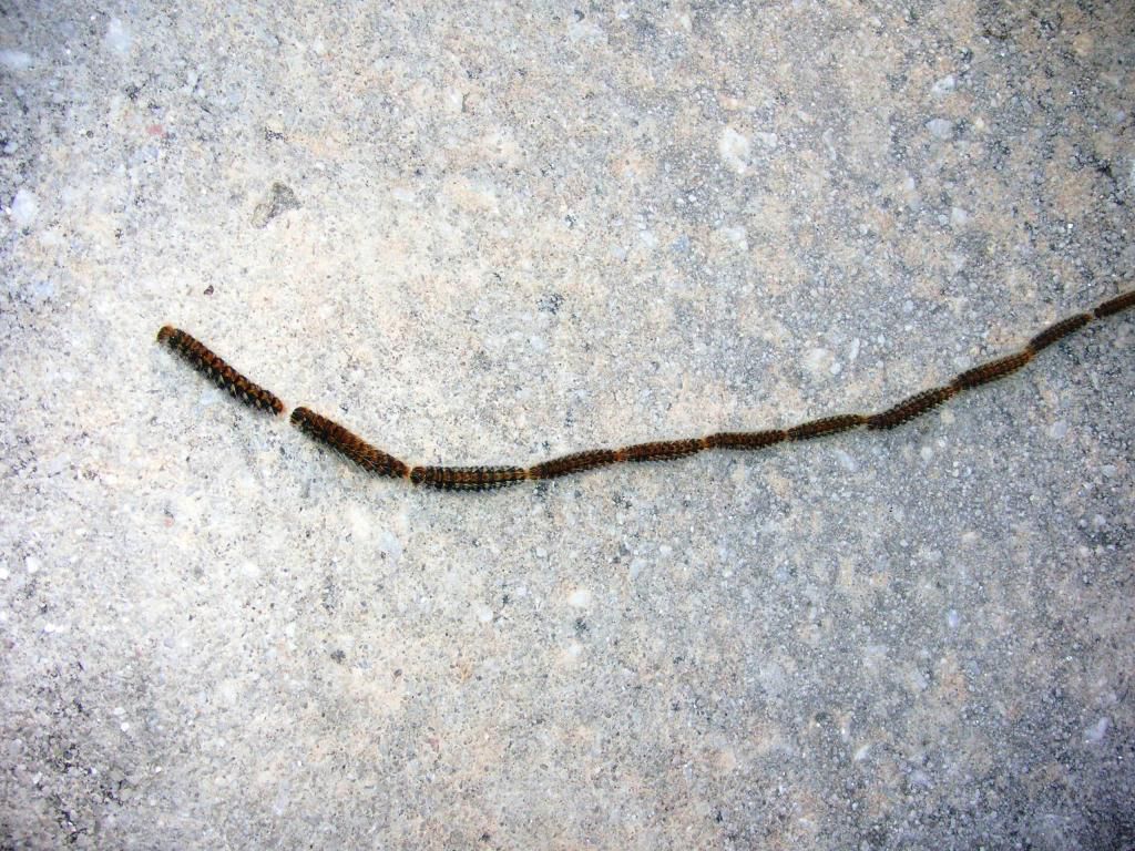 Pinjelarver, Thaumetopoea Pityocampa