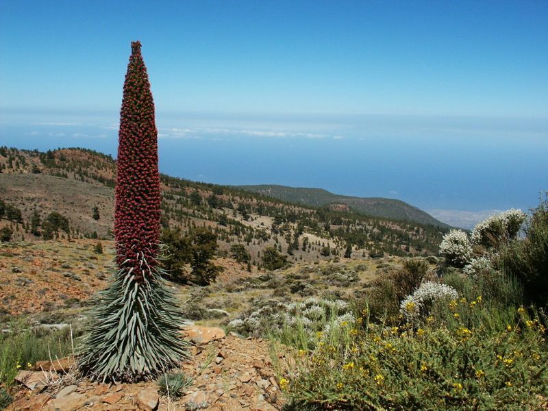 Tajinaste - En Edimisk Växt På Teneriffa