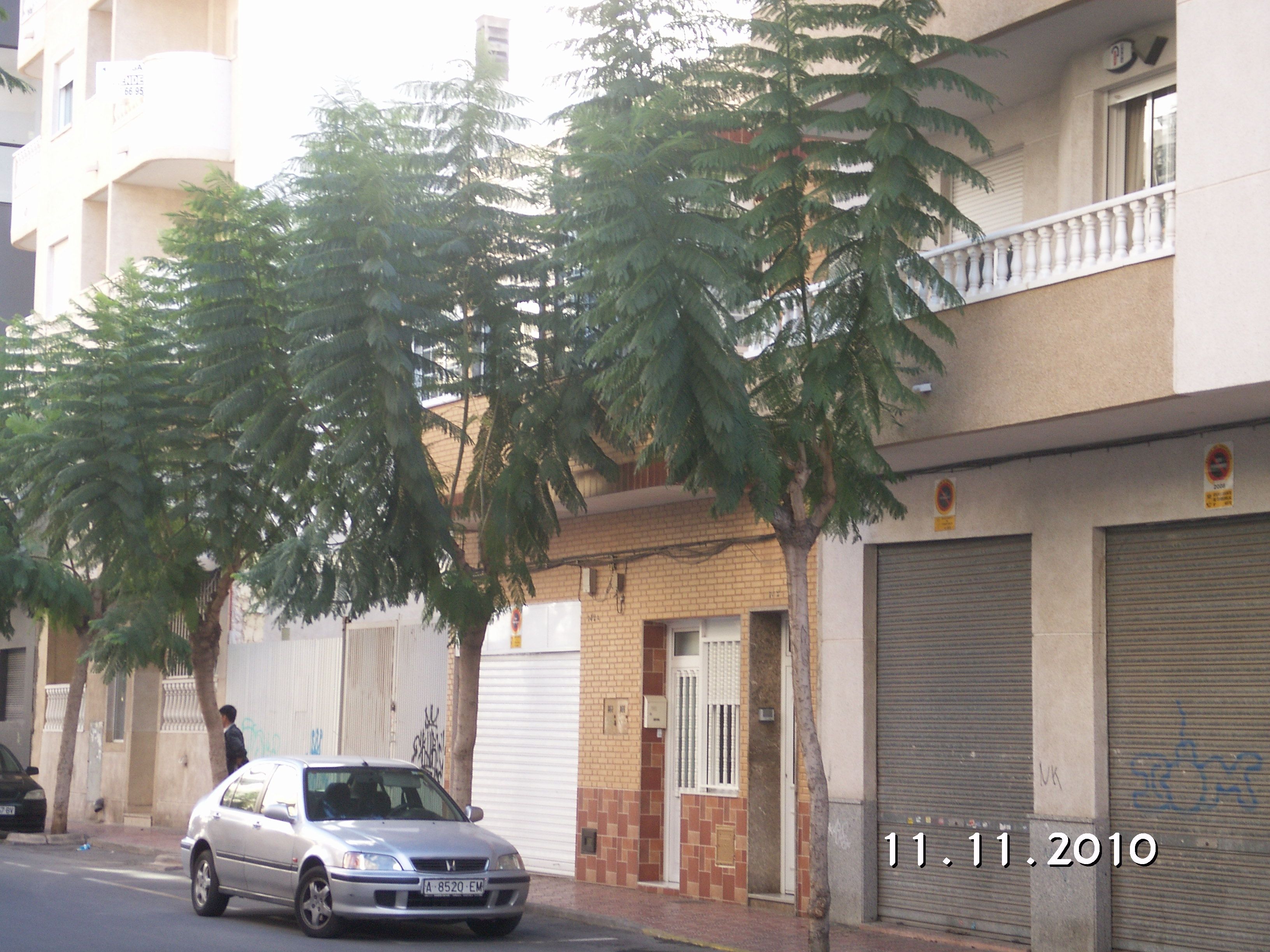 Torrevieja,vad Heter Trädet?